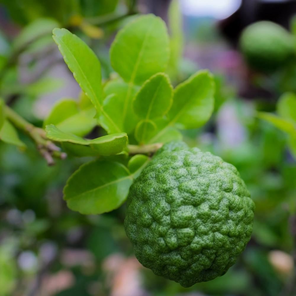 bergamot-organic (1)