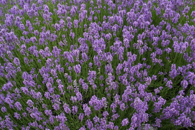 etericno_olje_prave_sivke_lavandula_angustifolia_florihana eterično olje sivke
