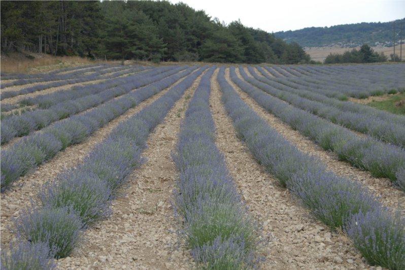 etericno_olje_prave_sivke_lavandula_angustifolia_florihana1 eterično olje sivke